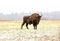 European bisonÂ in the BiaÅ‚owieza Forest  in winter day